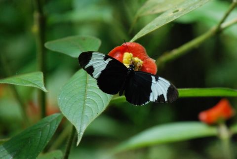 Ecocentro Danaus