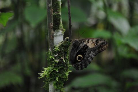 Ecocentro Danaus Night Tour Arenal Volcano Costa Rica