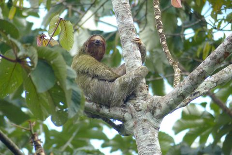 Sloth Tour Arenal Volcano Costa Rica