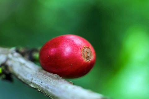 Don Juan Coffee & Chocolate Tour