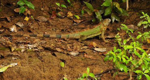 Caño Negro Wildlife Refuge Costa Rica